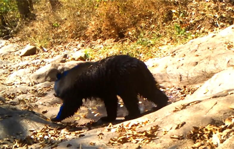 An Asiatic black bear stops by the hot tub.  CREDIT: WCS Thailand